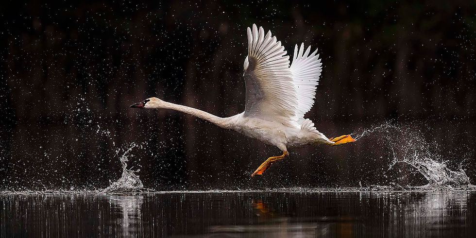 Swan _Z912910.jpg