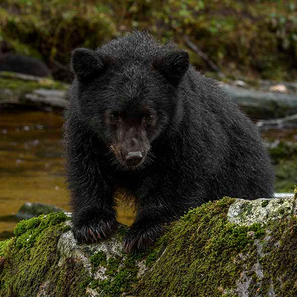 The Great Bear Rainforest, British Columbia, Canada 