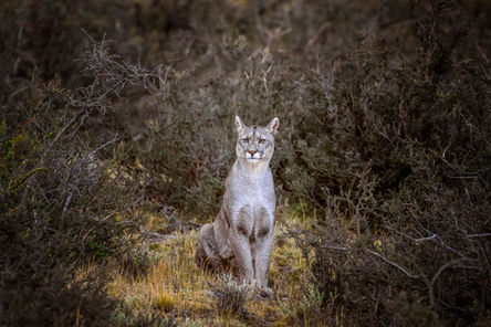 Torres del Paines, Patagonia, Chile Frosty the Puma