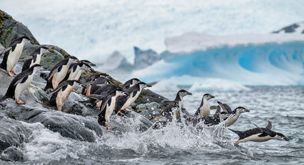 Antarctica penguins jumping into the water