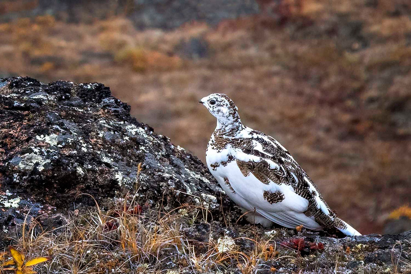 Edinburgh-Nunavut-Ptarmigan in the fall in the Arctic