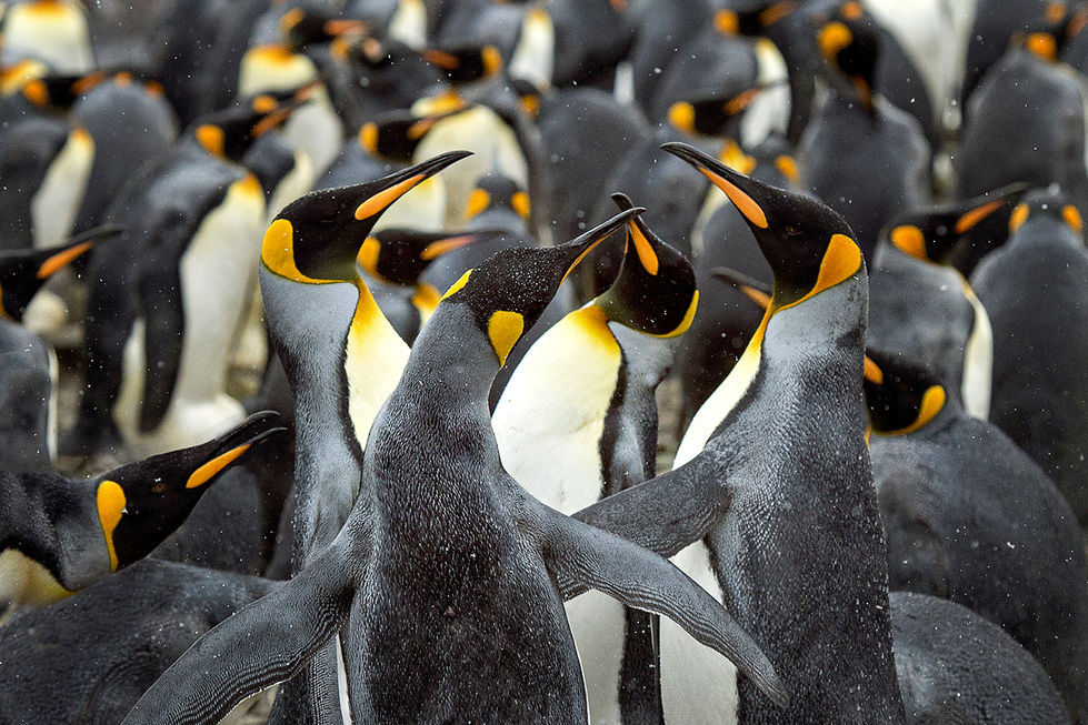 KING PENGUINS IN SOUTH GEORGIA