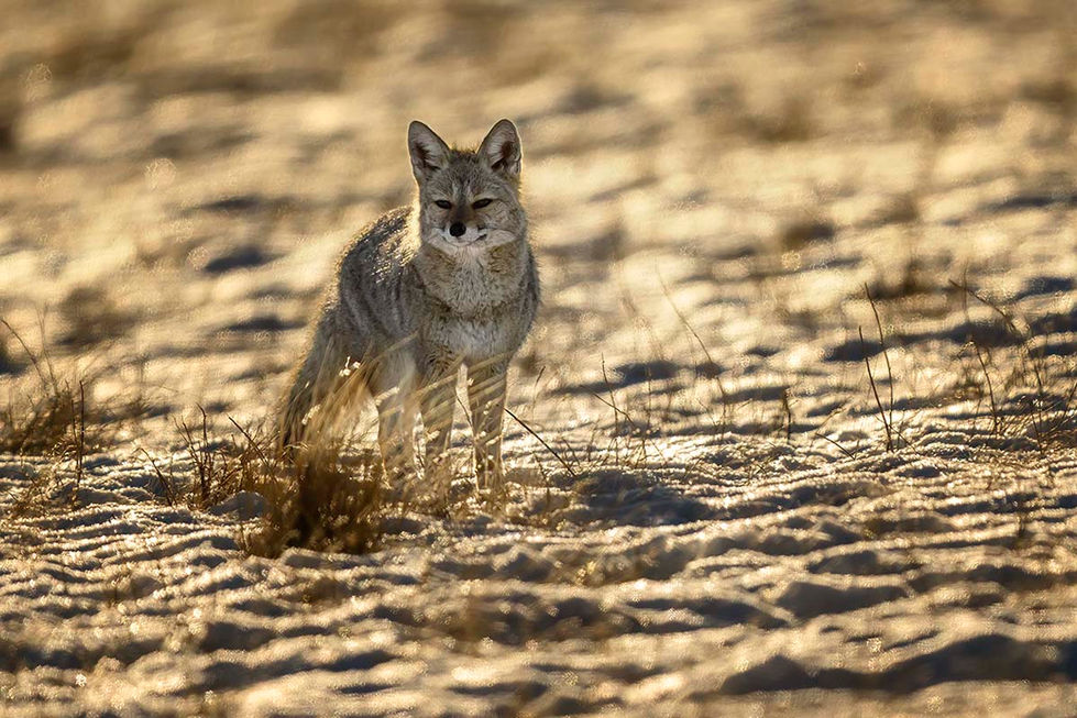 Winter in Torres del Paines, Patagonia, Chile andean fox in winter