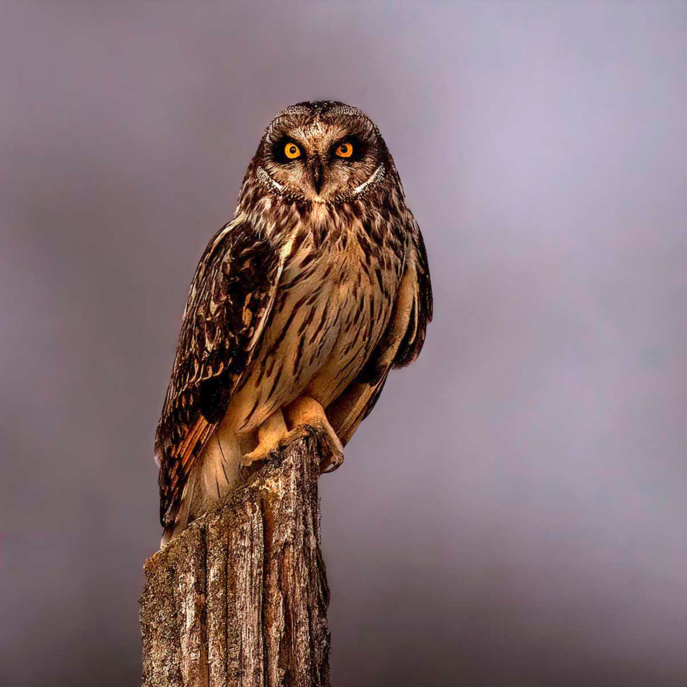 Short-eared owl sitting at sunset on Wolfe Island, Ontario