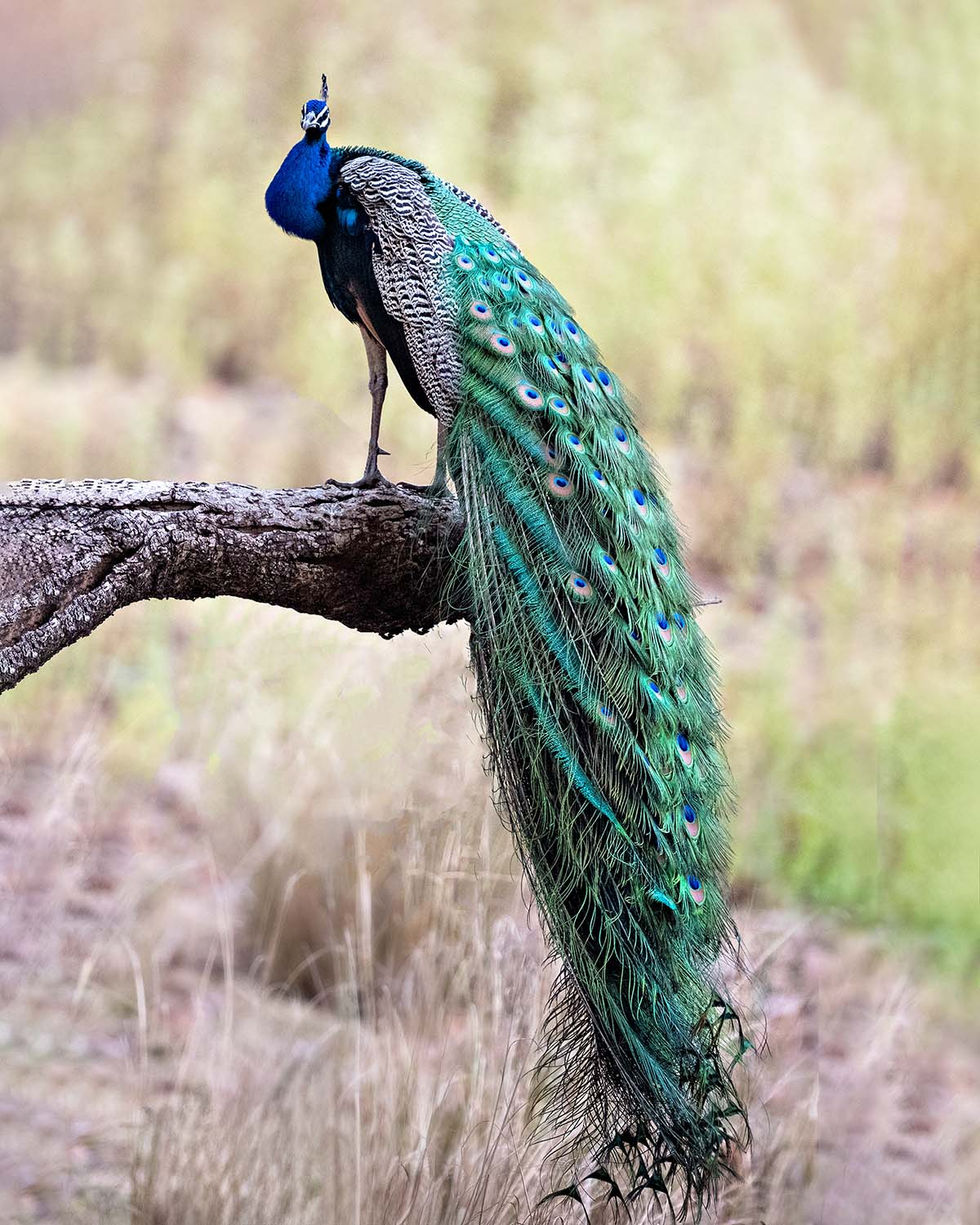 Peacock _Z915278