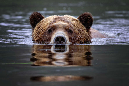 Khutzeymateen Grizzly Bear Sanctuary, British Columbia, Canada