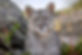 Puma _Z921293.jpg