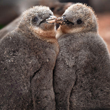 Chinstrap Penguin Chicks _Z925369