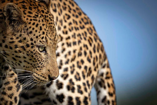 Fine art photography by Michelle Valberg - everything is for sale.