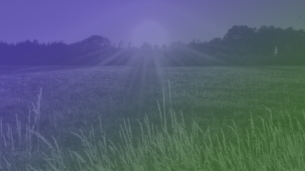 wheat field banner.png