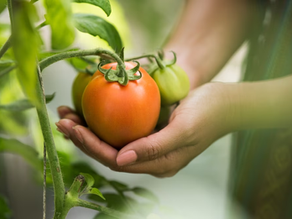 Qual a importância de comprar produtos de uma cooperativa de agricultura familiar ?