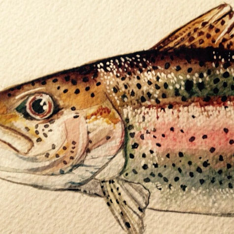 Rainbow Trout