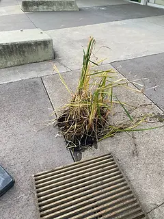 Debris removed from blocked storm water pit in multi story apartment carpark
