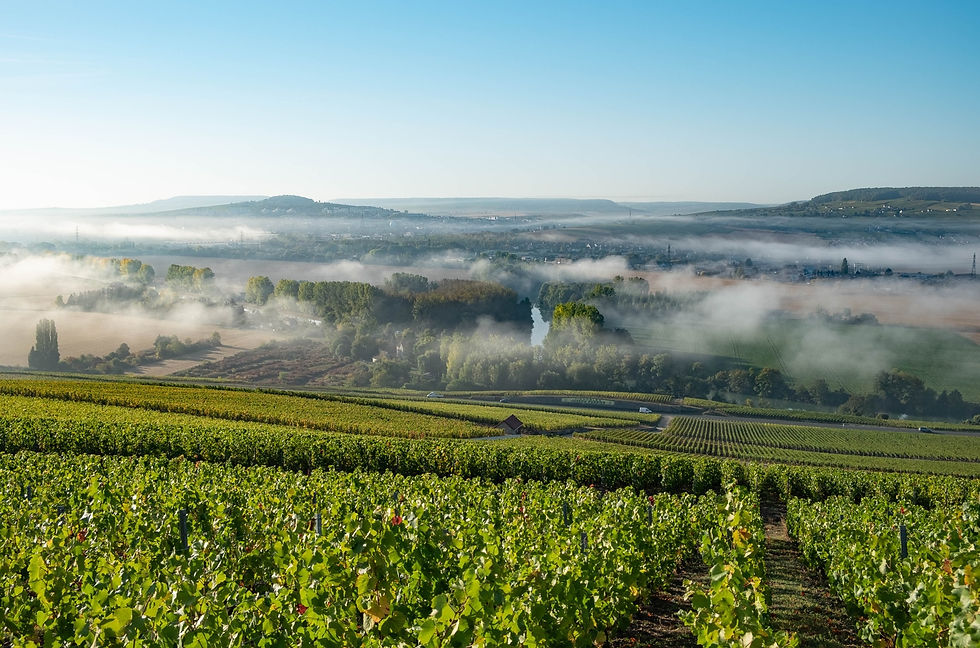Vigne nei dintorni di Épernay
