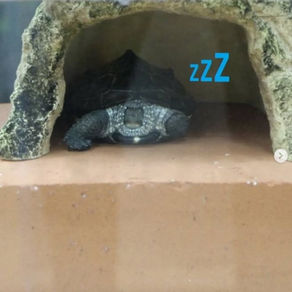 亀が鼻の穴全開で爆睡