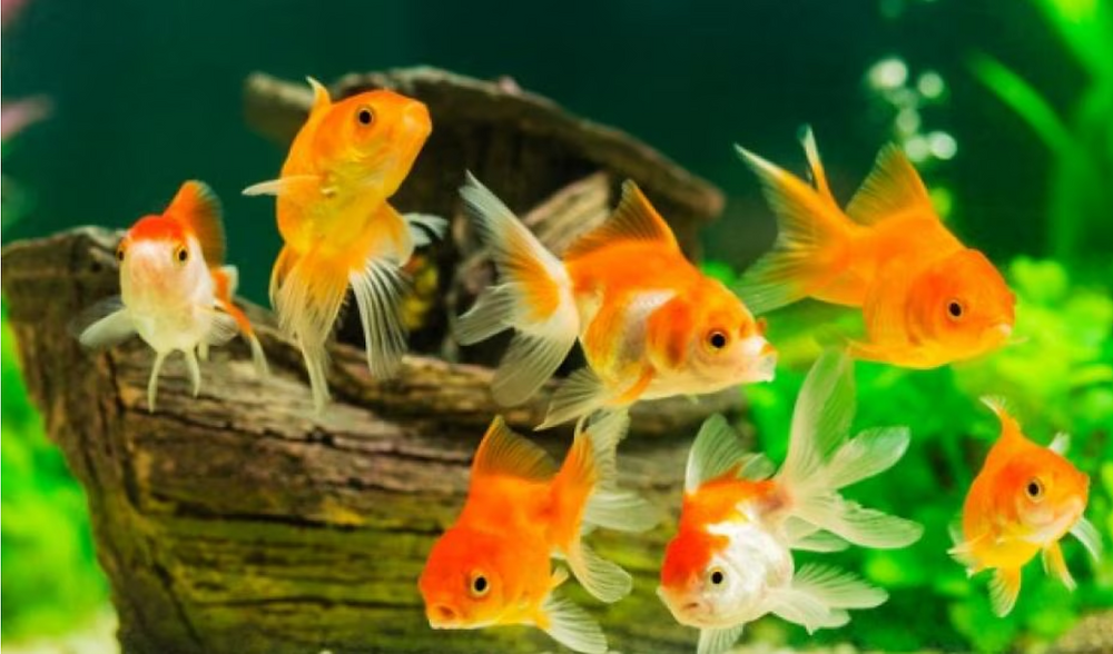 Rethinking Goldfish: Debunking Stereotypes and Uncovering the Truth ... - Basic Goldfish Care Requirements