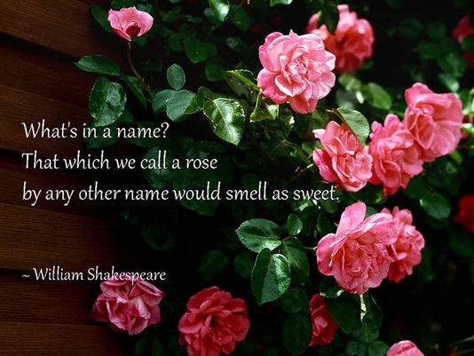 "What's in a name?" quote from Shakespeare on top of image of pink rose bush