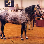 Faraon XXIV