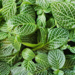 Fittonia verschaffeltii ‘Bianco Verde’