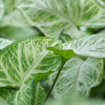 Syngonium ‘Pixie’