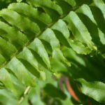 Nephrolepis exaltata ‘Green Lady’