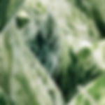 Epipremnum ‘Marble Queen’
