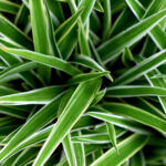 Chlorophytum comosum ‘Ocean’