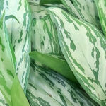 Aglaonema ‘Maria’