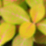 Fittonia ‘Skeleton’