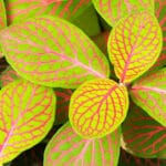 Fittonia ‘Skeleton’
