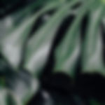 Monstera deliciosa