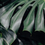 Monstera deliciosa