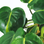 Philodendron Scandens ‘Brazil’