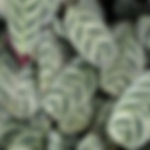 Ctenanthe Burle- Marxii (Calathea amabilis)