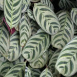 Ctenanthe Burle- Marxii (Calathea amabilis)