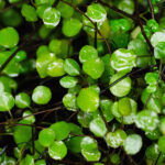 Muehlenbeckia complexa