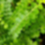 Nephrolepis cordifolia ‘Duffy’