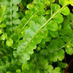 Nephrolepis cordifolia ‘Duffy’