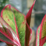 Aglaonema ‘Crete’