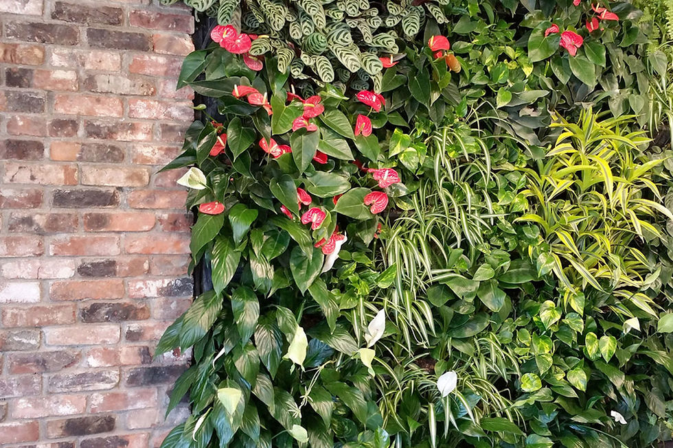 Real Living Wall