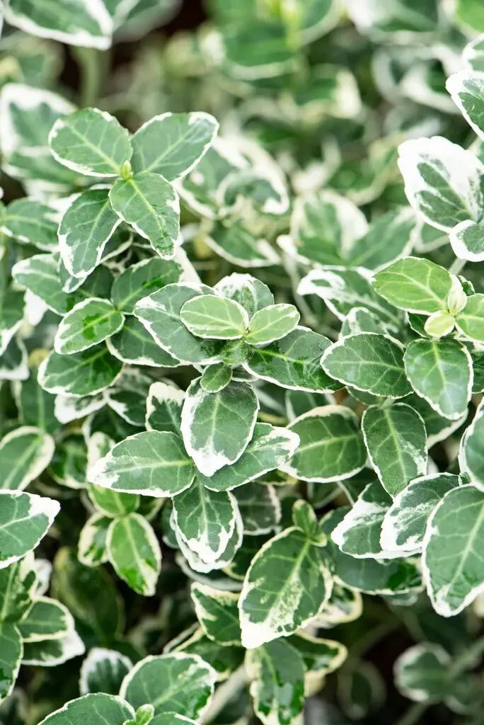 Euonymus fortunei 'Emerald Gaiety'