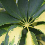 Schefflera arboricola ‘Janine’