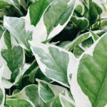 Epipremnum ‘N’Joy’