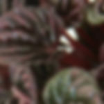 Peperomia caperata ‘Schumi Red’