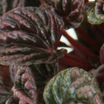 Peperomia caperata ‘Schumi Red’