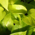 Epipremnum ‘Golden Pothos’