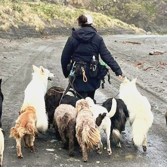 Beks-packwalk.jpg