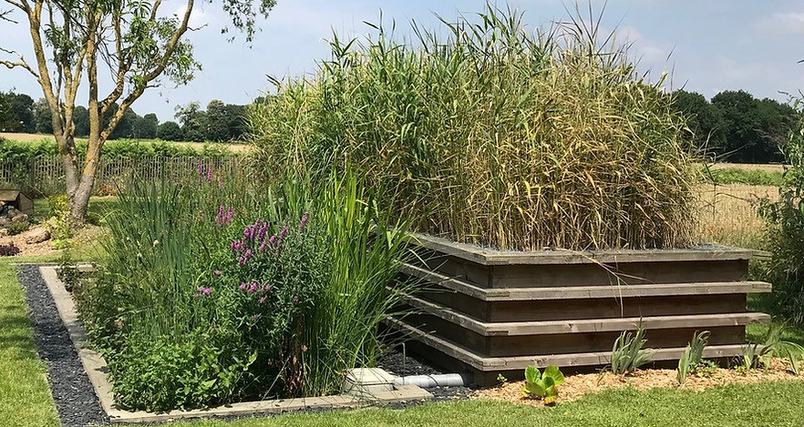 Assainissement-Phytoepuration-filtres-plantés