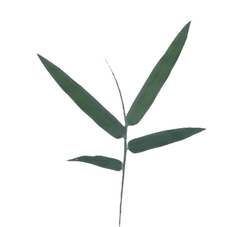 Green Bamboo Leaf_edited.png