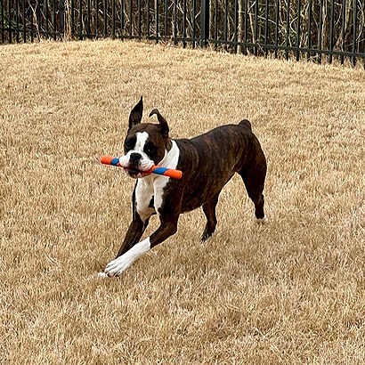 Blue Ridge Boxer Rescue